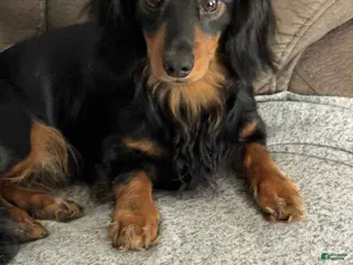 Miniature Dachshund dogs Miniature Dachshund Puppy 1 - Ad 18