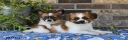 Papillon dogs for sale: Anastasia - Ad 5