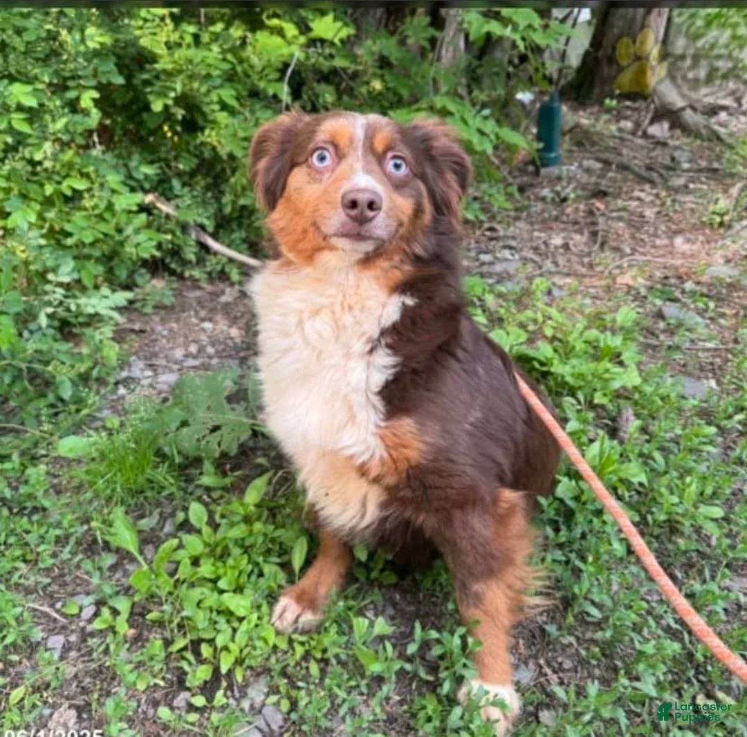 Mixed Breed dogs for sale: Marcel - Ad 5