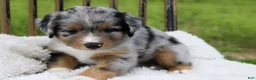 Miniature Australian Shepherd dogs for sale: Grady - Ad 6