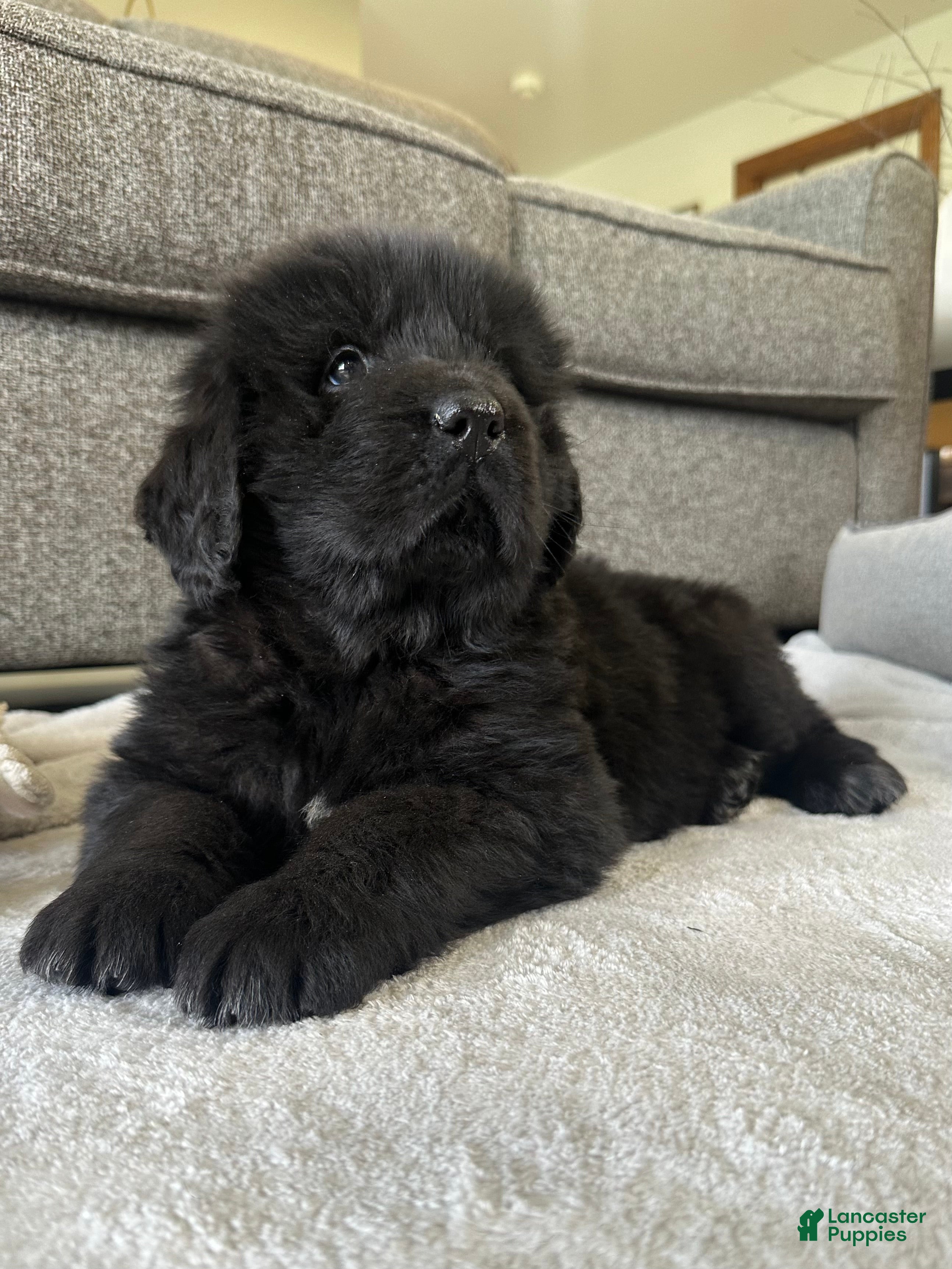 Newfoundland dogs “ Ella” OFA,CH,AKC  - Ad 2