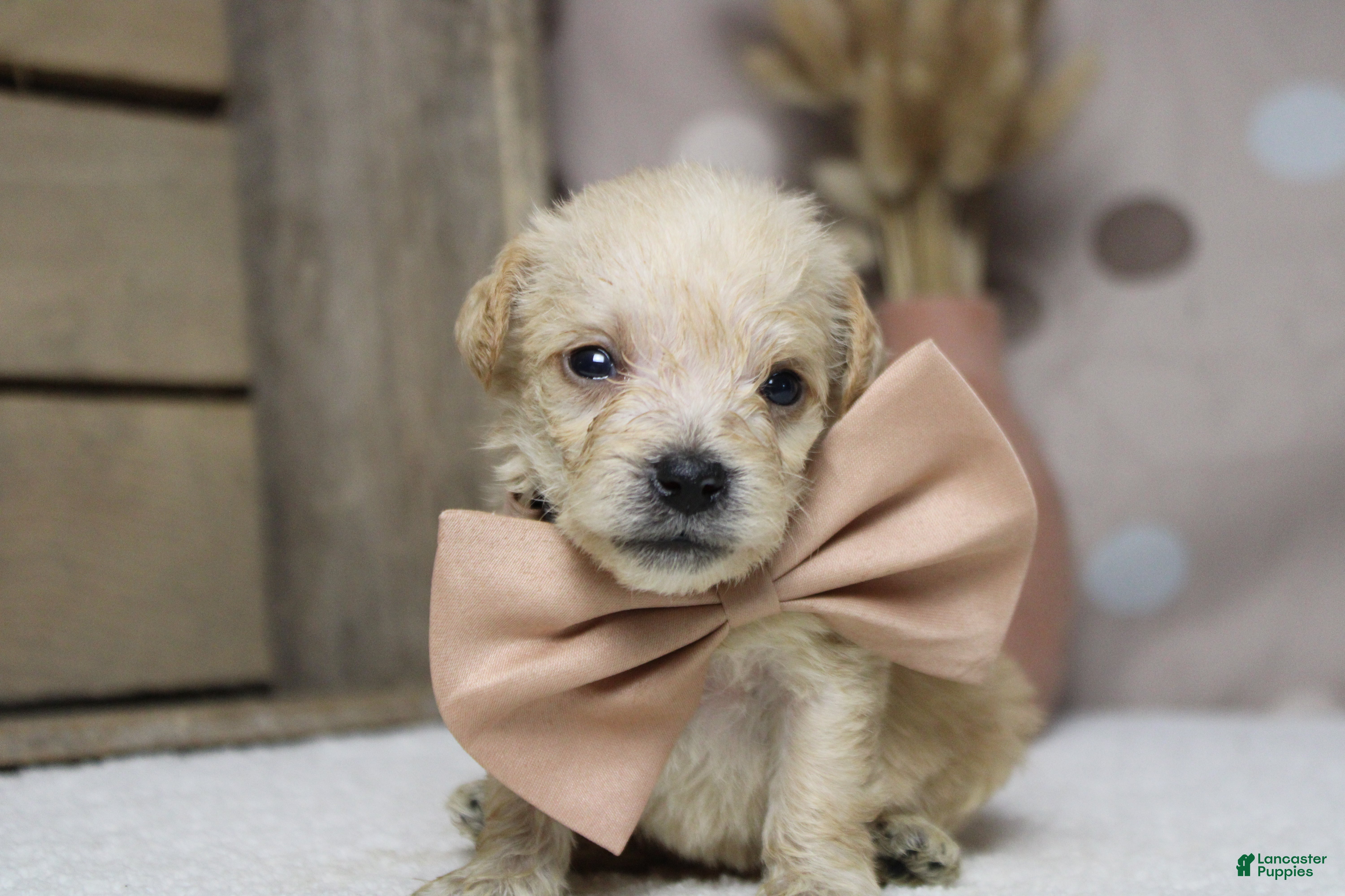 Schnoodle dogs Moscato  - Ad 7