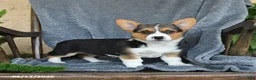 Welsh Corgi Pembroke dogs for sale: Flora - Ad 4