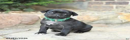 Pug dogs for sale: Pedigreen - Ad 3