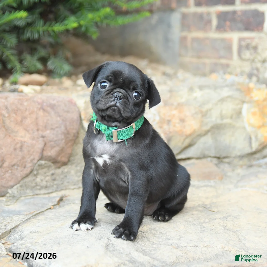 Pug dogs for sale: Pedigreen - Ad 3