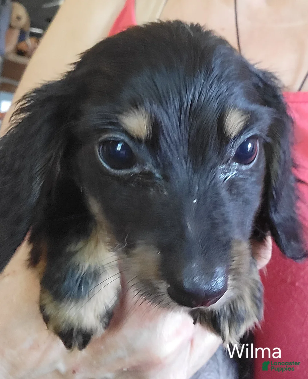 Miniature Dachshund dogs for sale: Wilma, black & cream - Ad 1