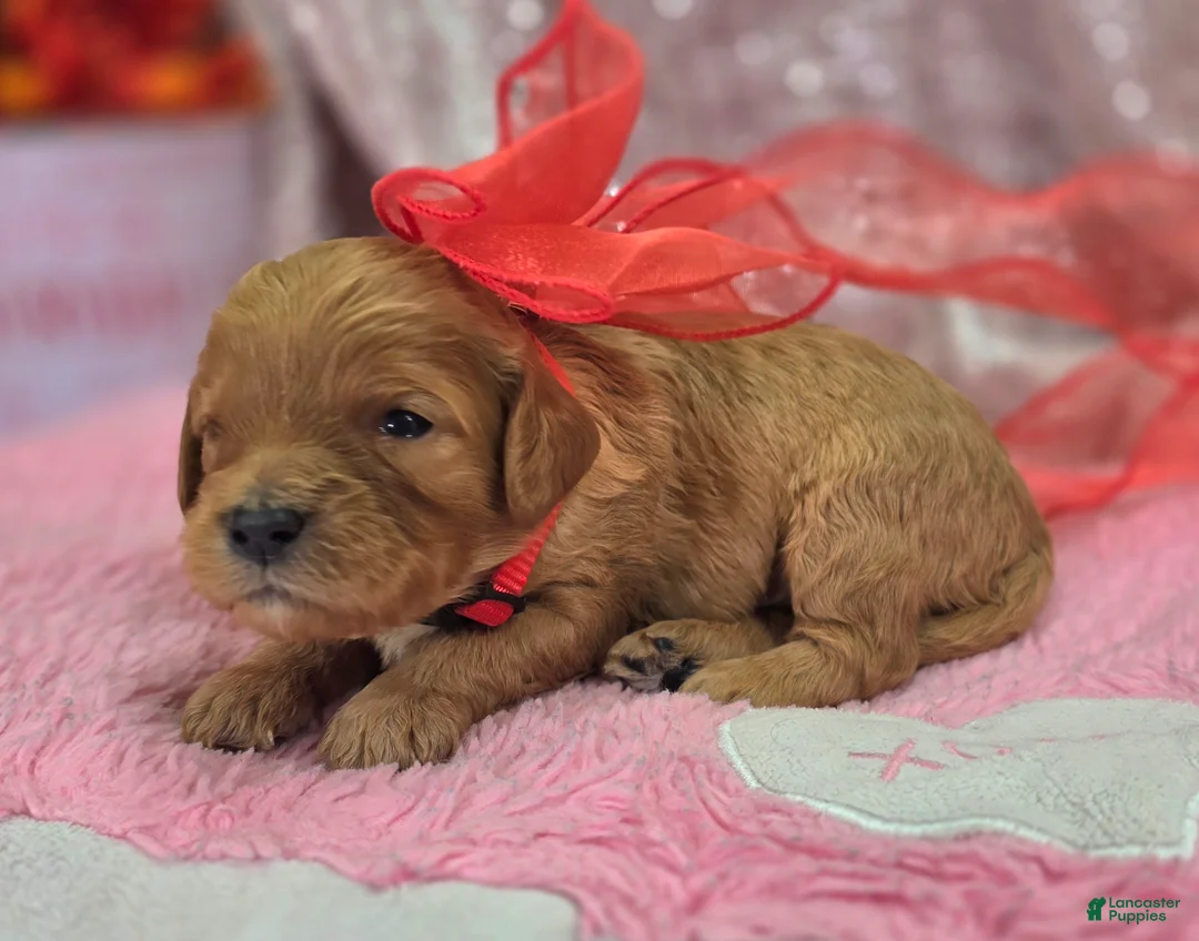 Cavapoo dogs for sale: Slate - Ad 3