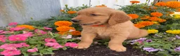 Golden Retriever dogs for sale: Hank - Ad 2