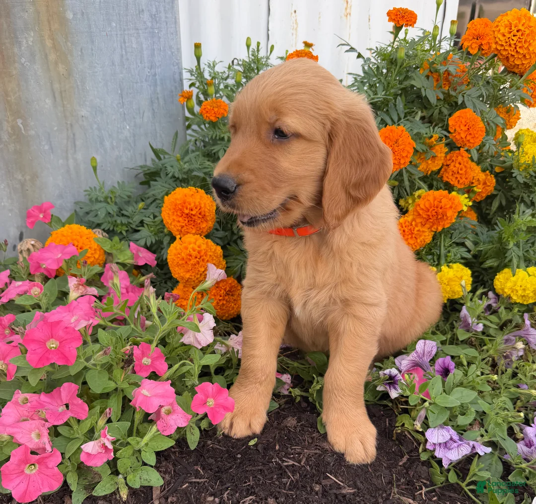 Golden Retriever dogs for sale: Hank - Ad 2