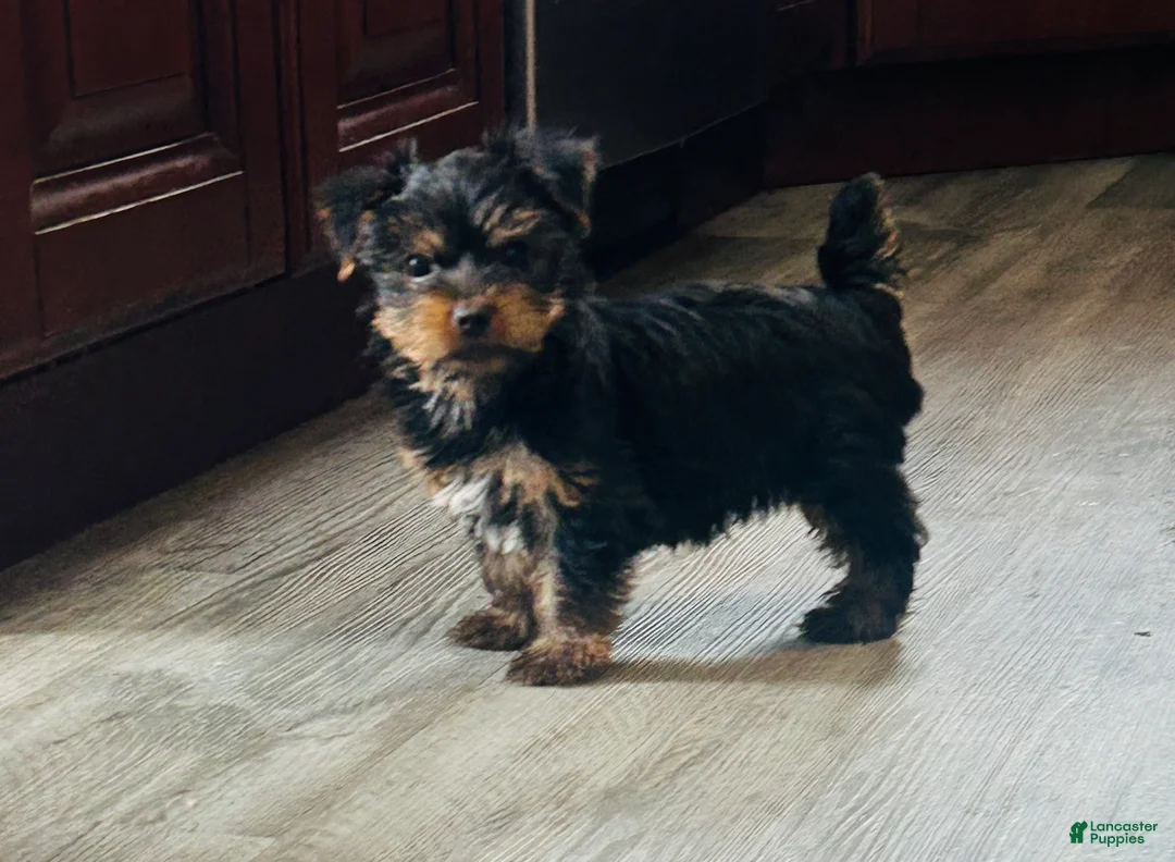 Yorkshire Terrier dogs for sale: Yorkshire Terrier Puppy 1 - Ad 1
