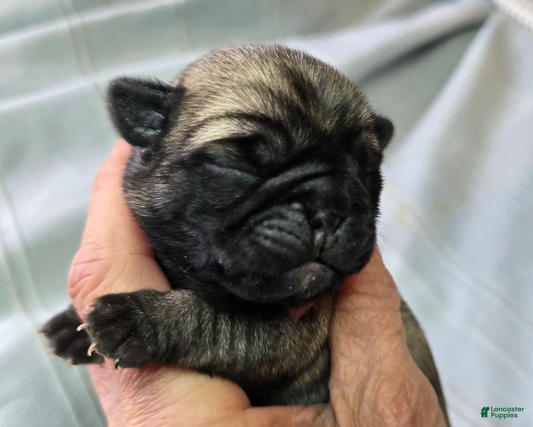Pug dogs for sale: Harmony - Ad 2