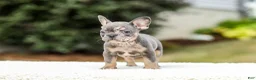 French Bulldog dogs for sale: Miles – Blue & Tan Merle - Ad 6