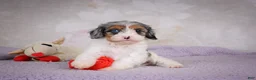 Cavapoo dogs for sale: Coco - Ad 4