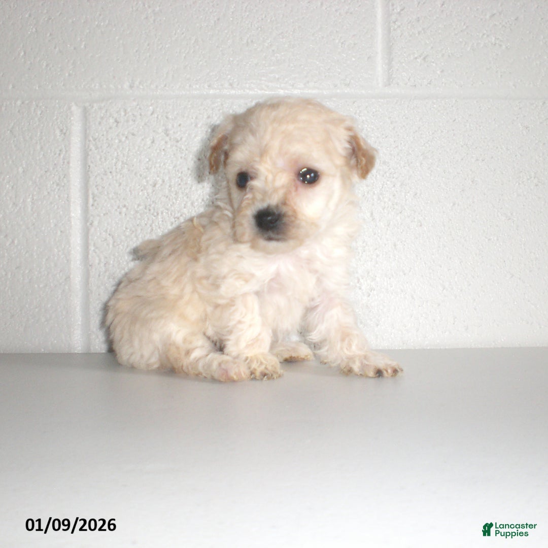 Yorkiepoo dogs for sale: Kelly - Ad 12