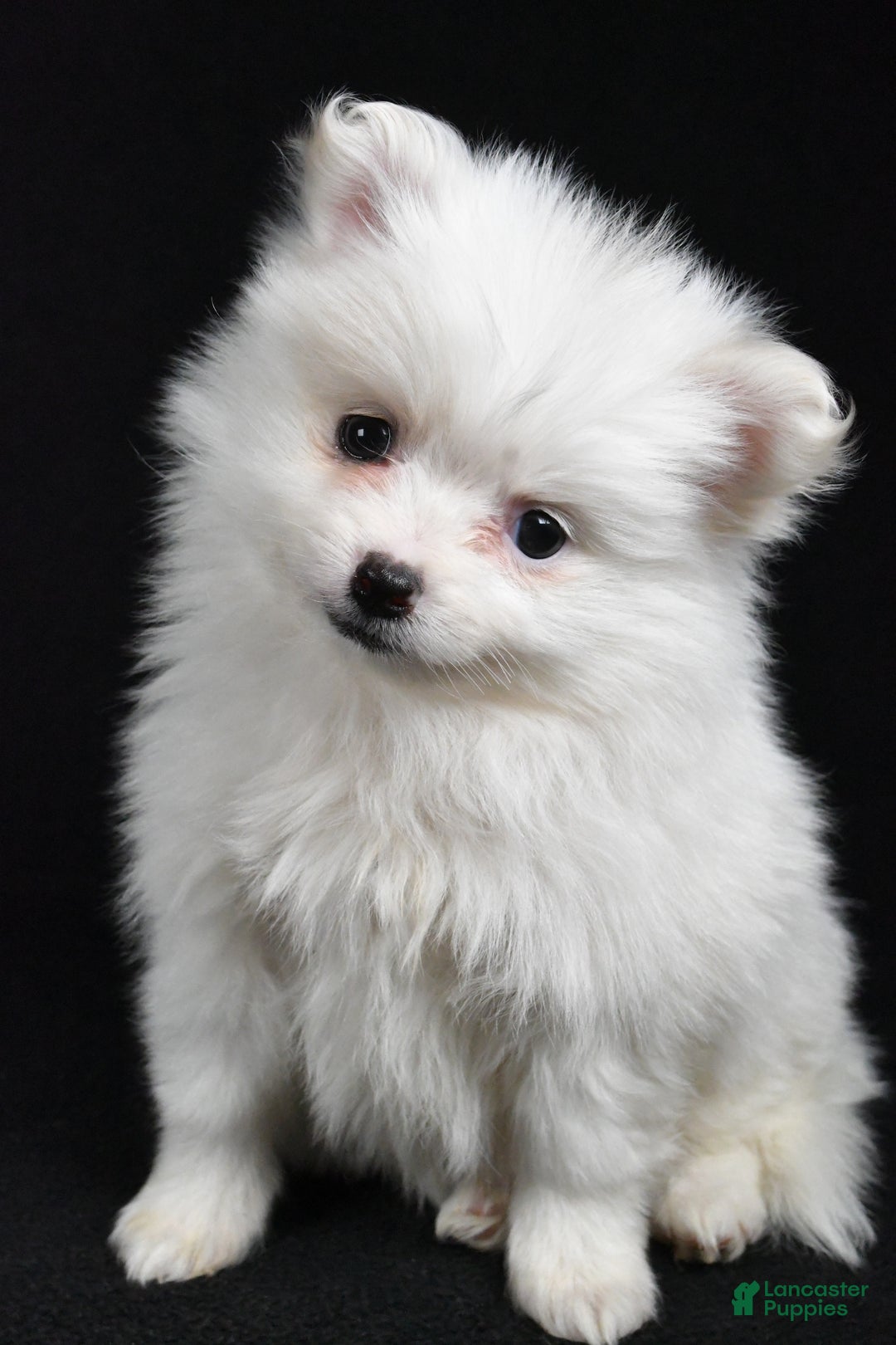 Pomeranian dogs for sale: Tula - Ad 6