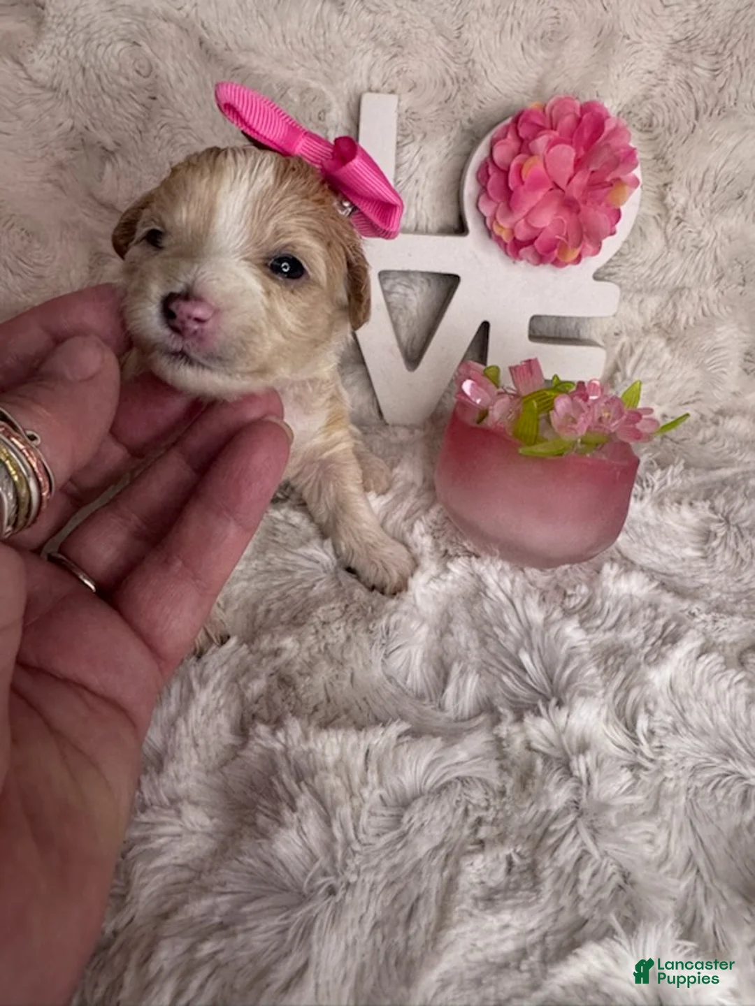 Maltipoo dogs for sale: Peppa - Ad 2
