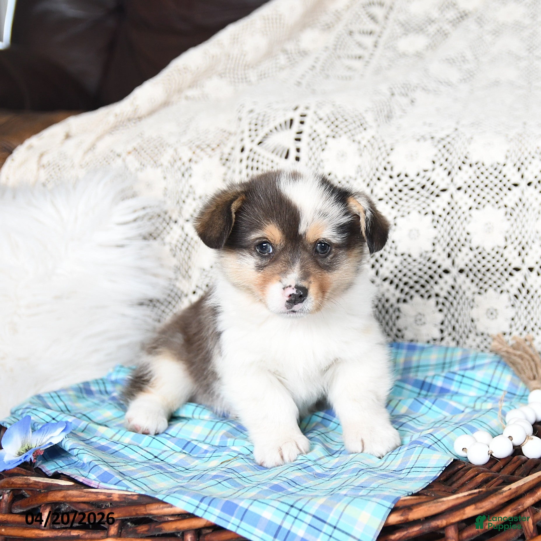 Welsh Corgi Pembroke dogs Cory - Ad 2