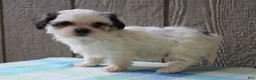 Mixed Breed dogs for sale: Kasper - Ad 5