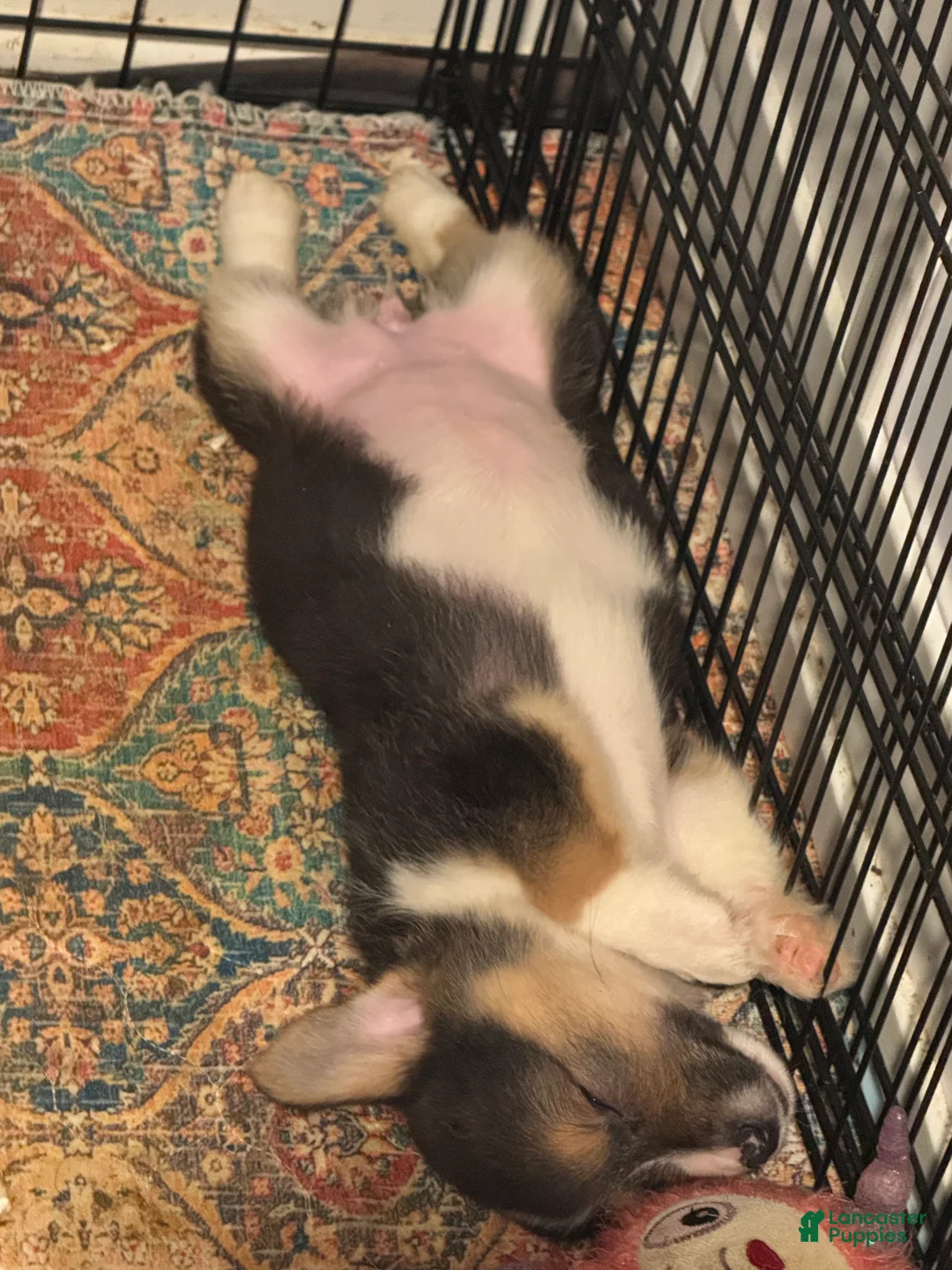 American Corgi dogs for sale: American Corgi Puppy 3 - Ad 1