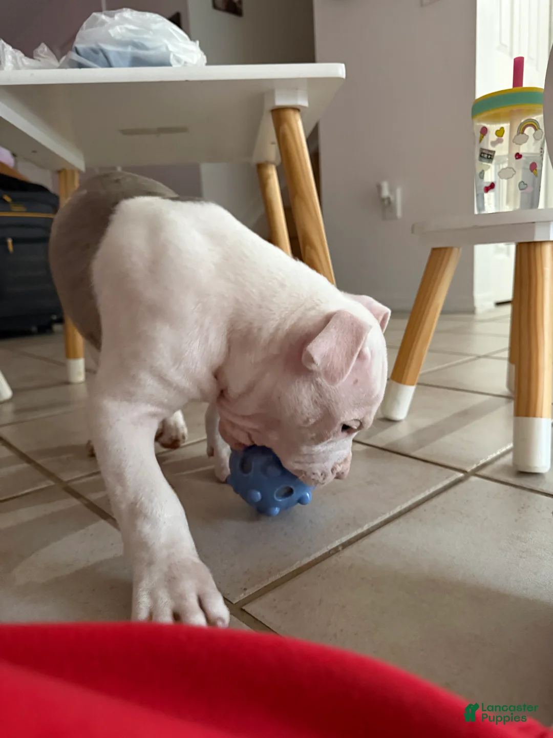 Mixed Breed dogs for sale: Mixed Breed Puppy 1 - Ad 2