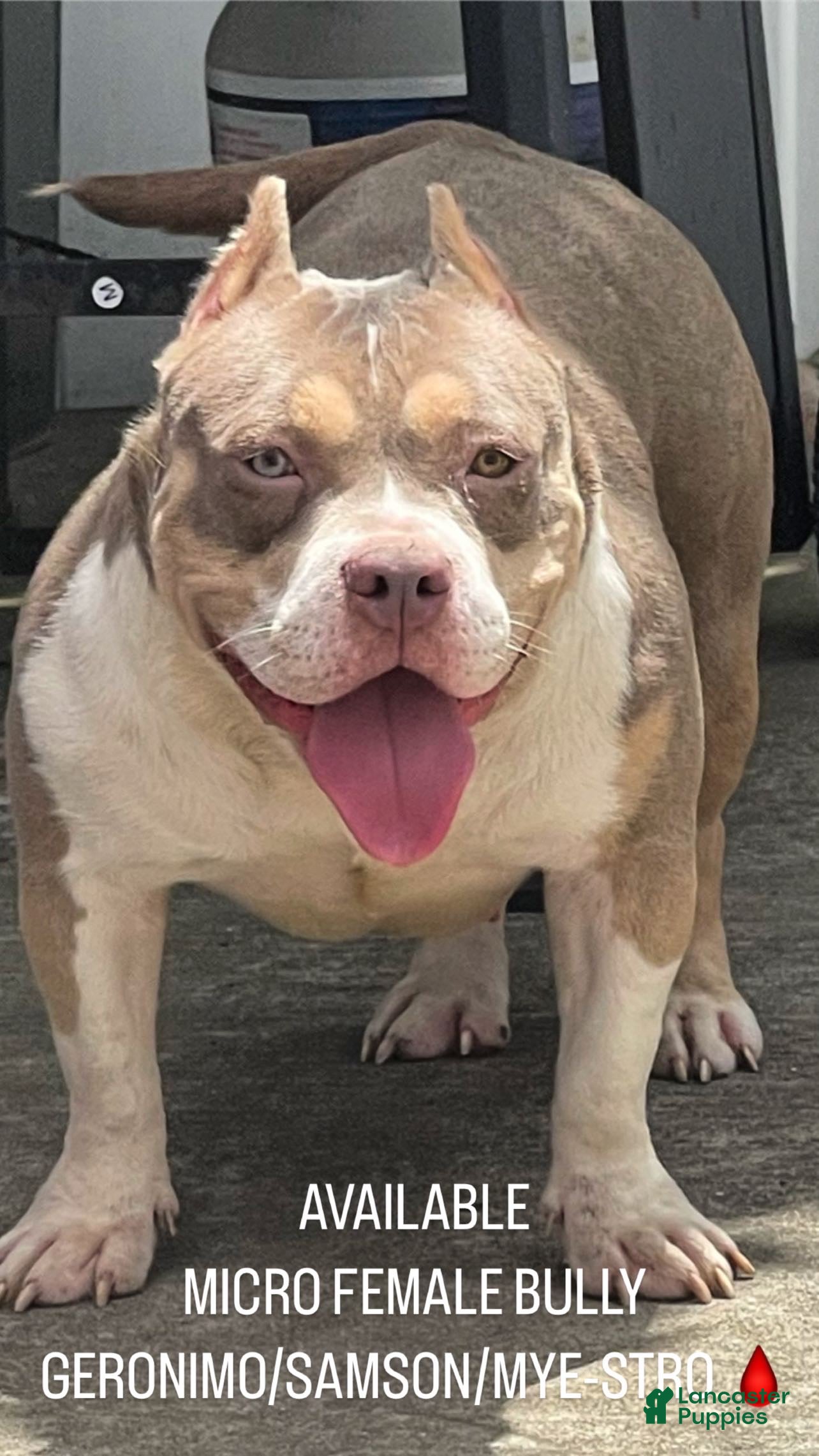 American Bully dogs American Bully Puppy 1 - Ad 23