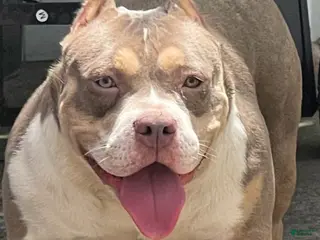 American Bully dogs American Bully Puppy 1 - Ad 23