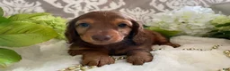 Miniature Dachshund dogs for sale: Mason - Ad 3