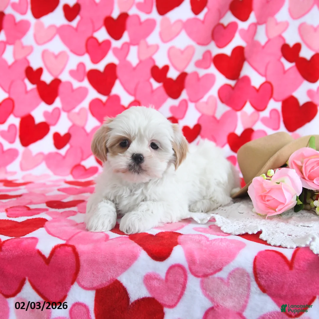 Shorkie dogs for sale: Cutie - Ad 4