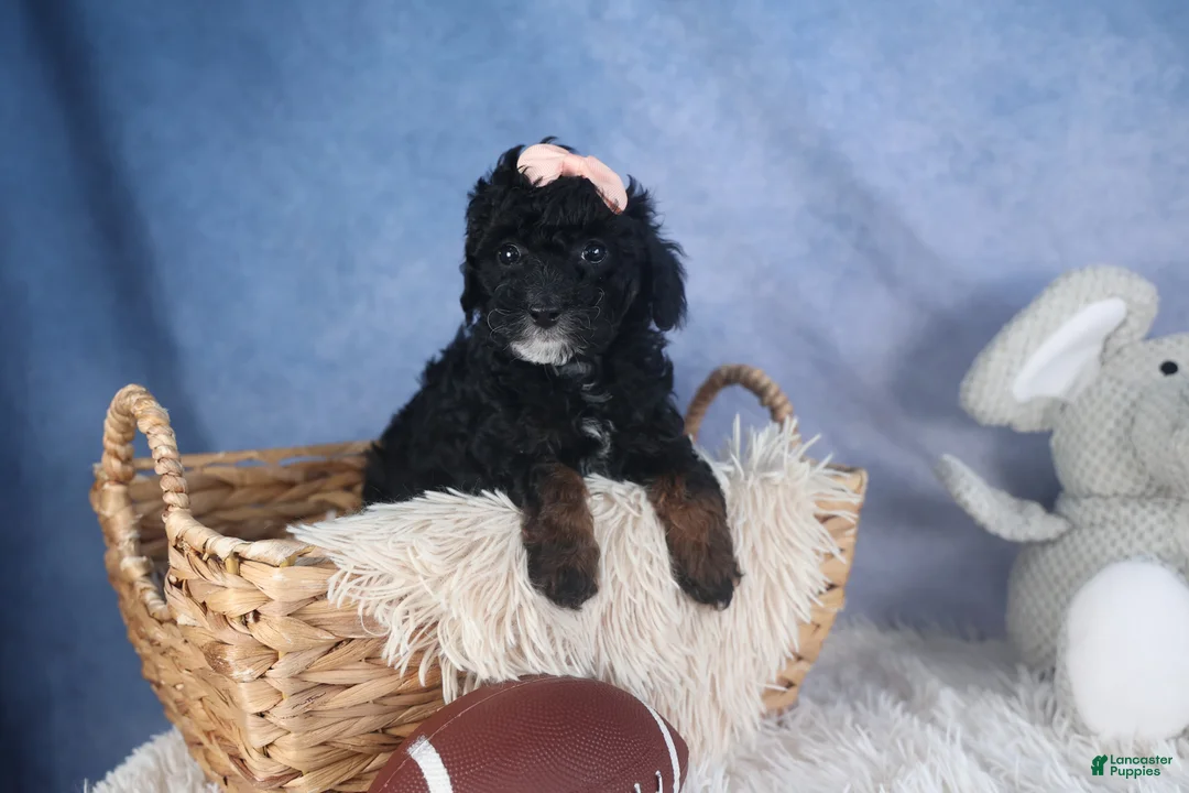 Miniature Poodle dogs for sale: Regan - Ad 9