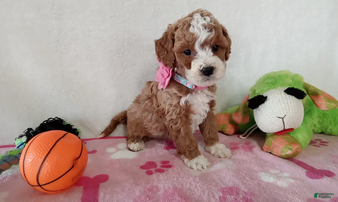 Cavapoo dogs for sale: Polly - Ad 4