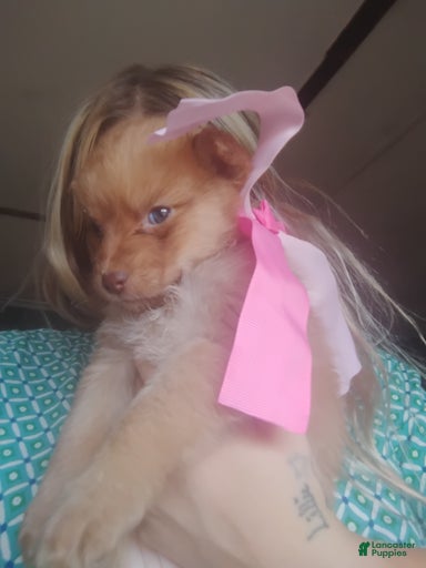 Gallery Image {{count}}