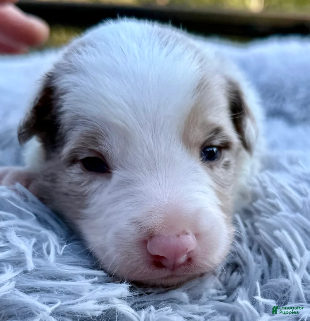 Border Collie dogs for sale: Bacon - Ad 2