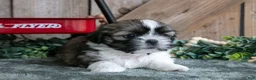 Shih Tzu dogs for sale: Jimbo - Ad 3