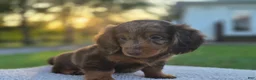 Miniature Dachshund dogs for sale: Remy  - Ad 25