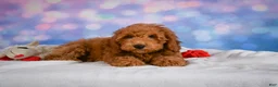 Miniature Poodle dogs for sale: Jack - Ad 4