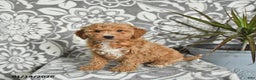 Mini Goldendoodle dogs for sale: Rusty - Ad 1
