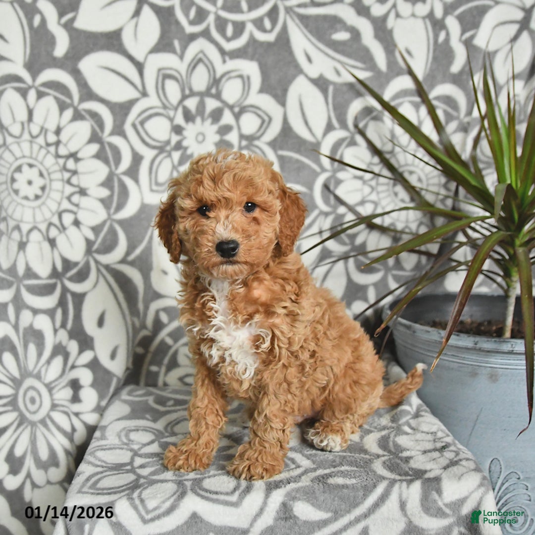 Mini Goldendoodle dogs for sale: Rusty - Ad 1