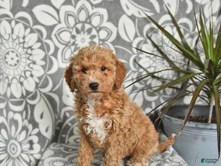 Mini Goldendoodle dogs Rusty - Ad 42