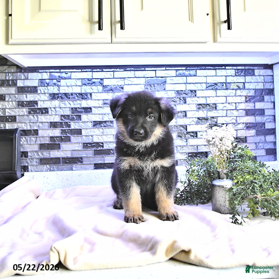 German Shepherd dogs Clover - Ad 2