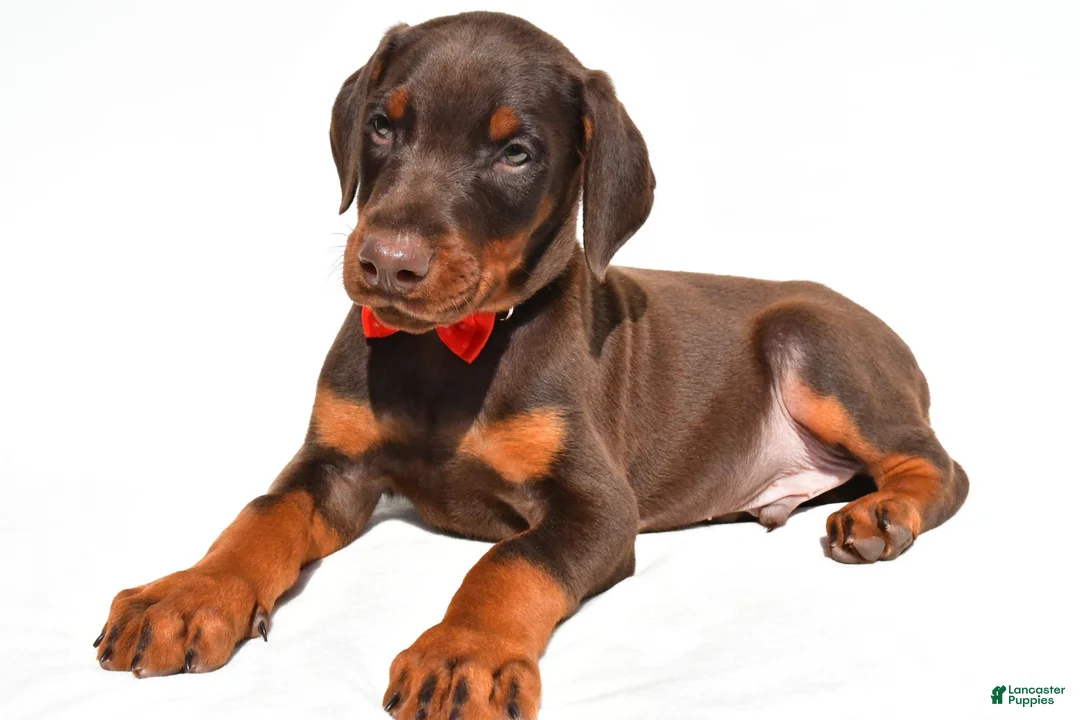 Doberman Pinscher dogs for sale: Bruno - Ad 2