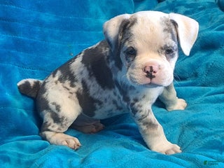 Olde English Bulldogge dogs - Ad 30