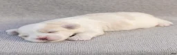Maltese dogs for sale: Lacie Maltese  - Ad 3