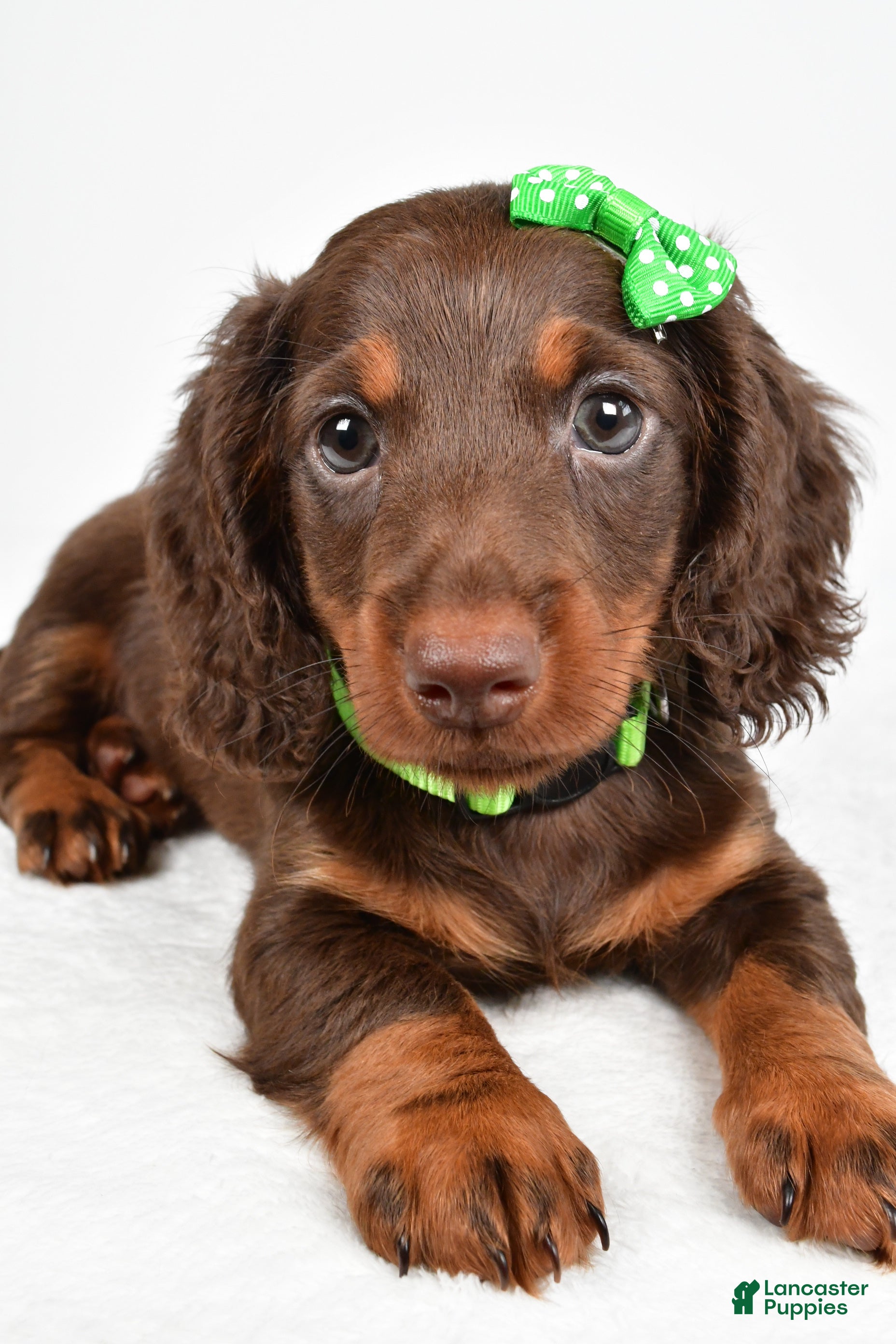 Miniature Dachshund dogs Theo - Ad 1
