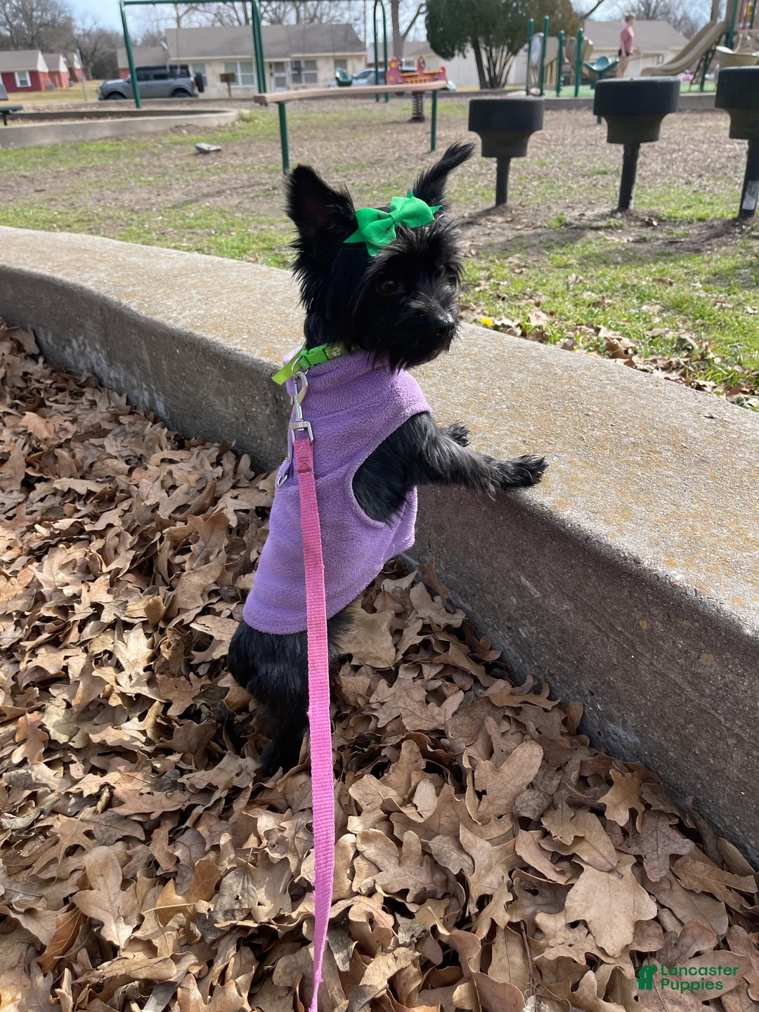 Yorkshire Terrier dogs for sale: KB Black 5 pound Mia - Ad 7