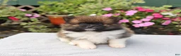 Pomeranian dogs for sale: Sugar - Ad 2