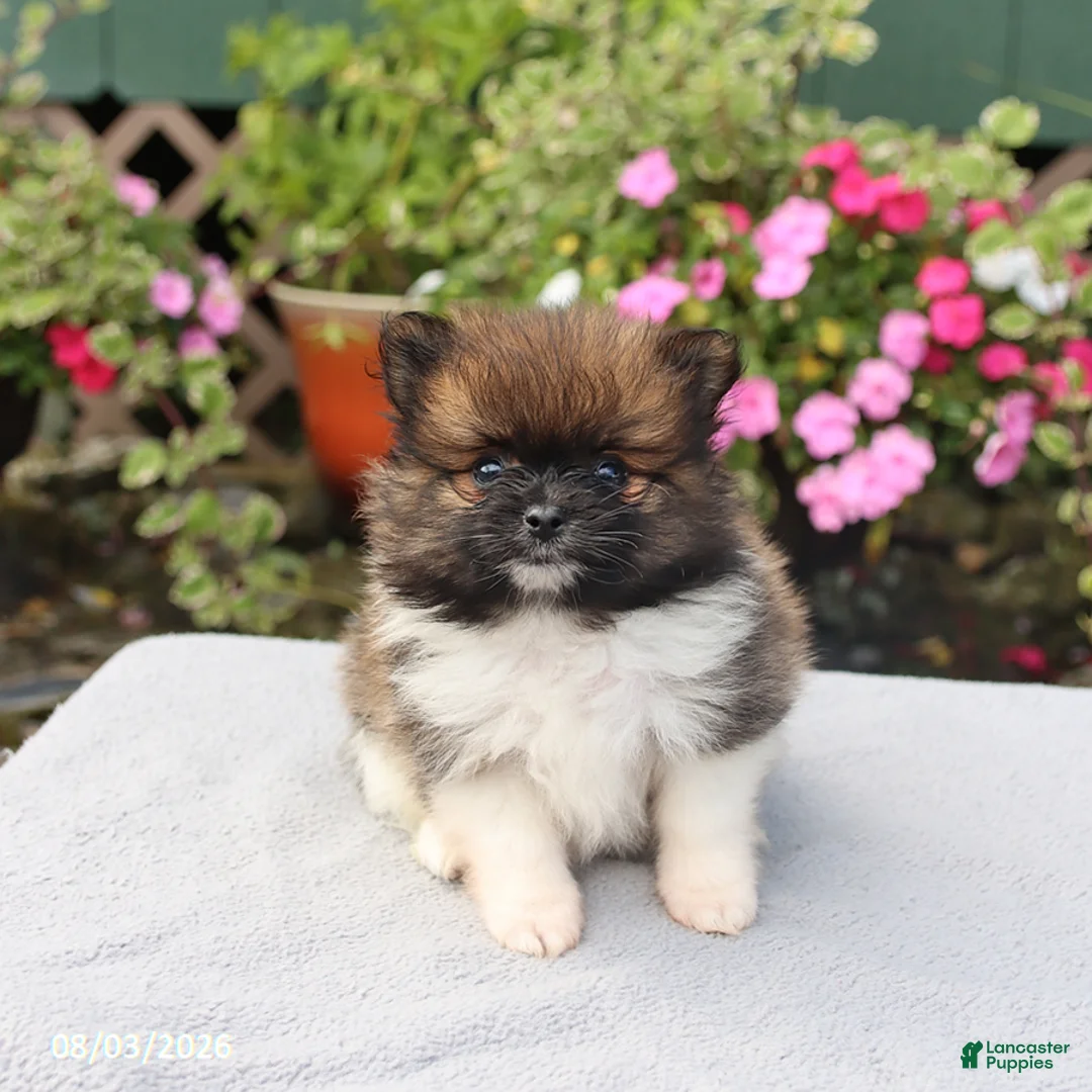 Pomeranian dogs for sale: Sugar - Ad 2