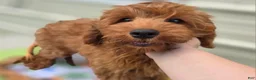 Cockapoo dogs for sale: Milan - Ad 3