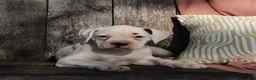 Boxer dogs for sale: Orlando - Ad 9