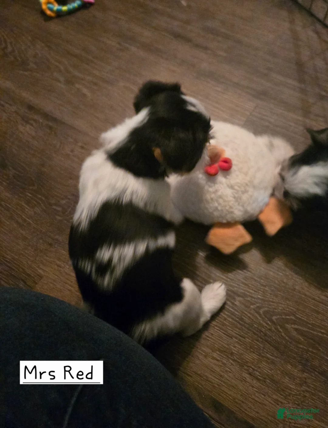 Yorkshire Terrier dogs for sale: Yorkshire Terrier Puppy 3 - Ad 3