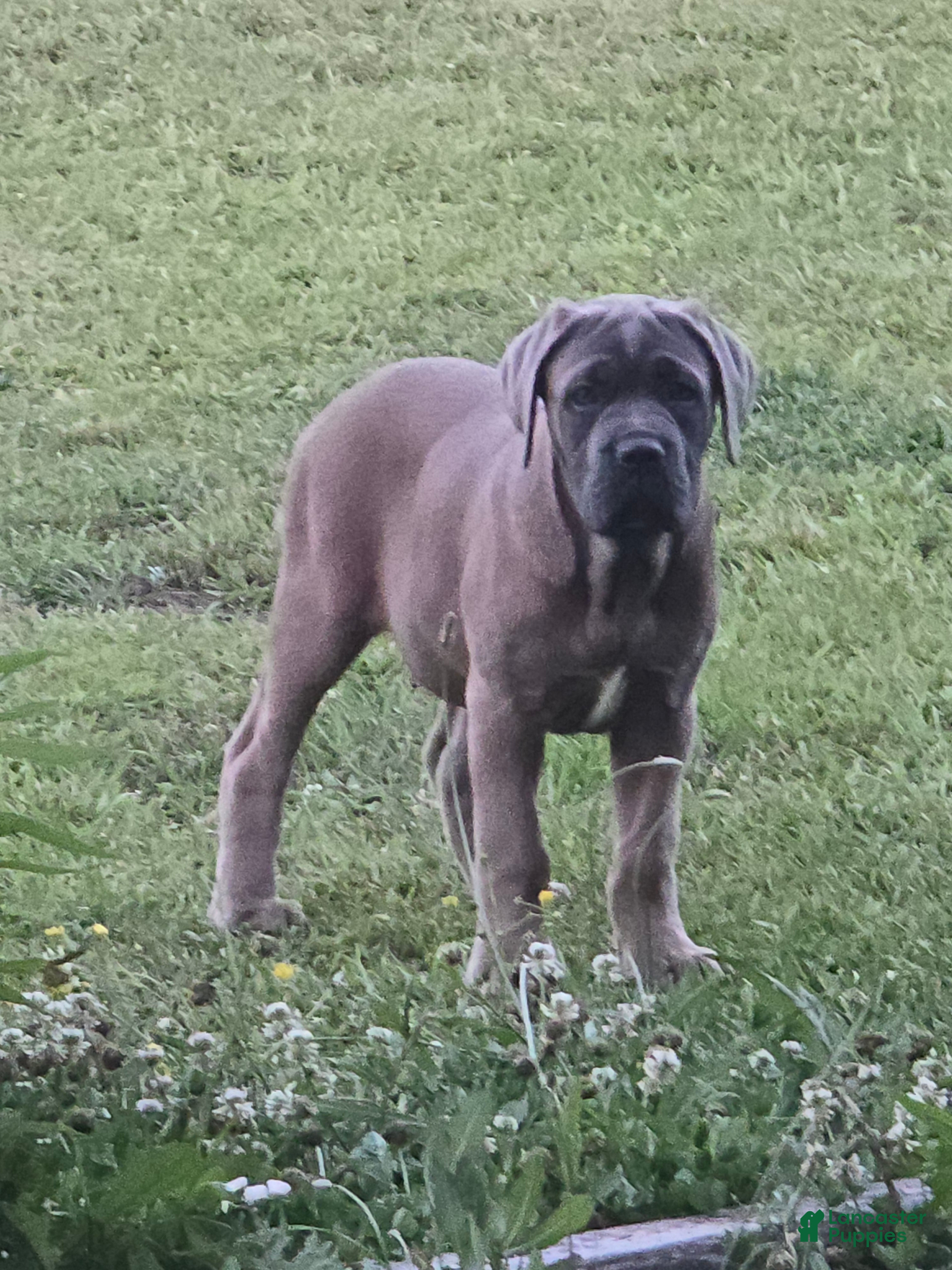 Cane Corso dogs Cane Corso Puppy 7 - Ad 1